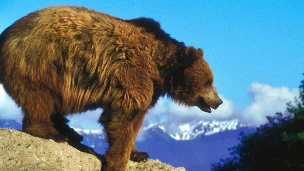 Grizzly_bear_photo-fox_Alamy