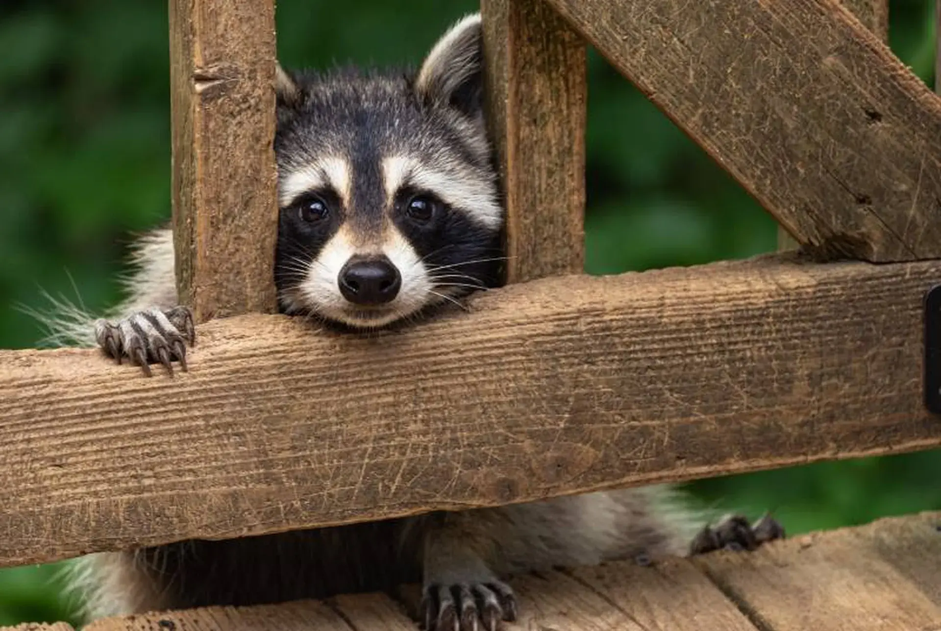 raccoon