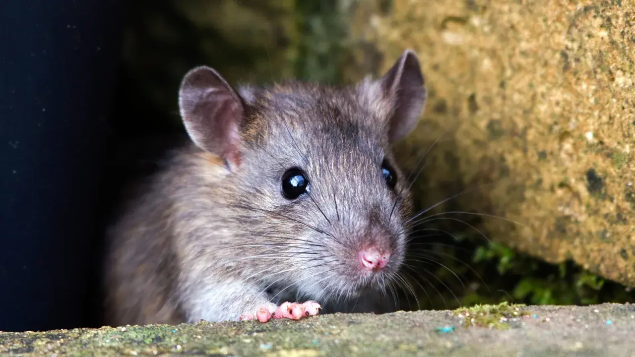 rat-David_Chapman-Alamy